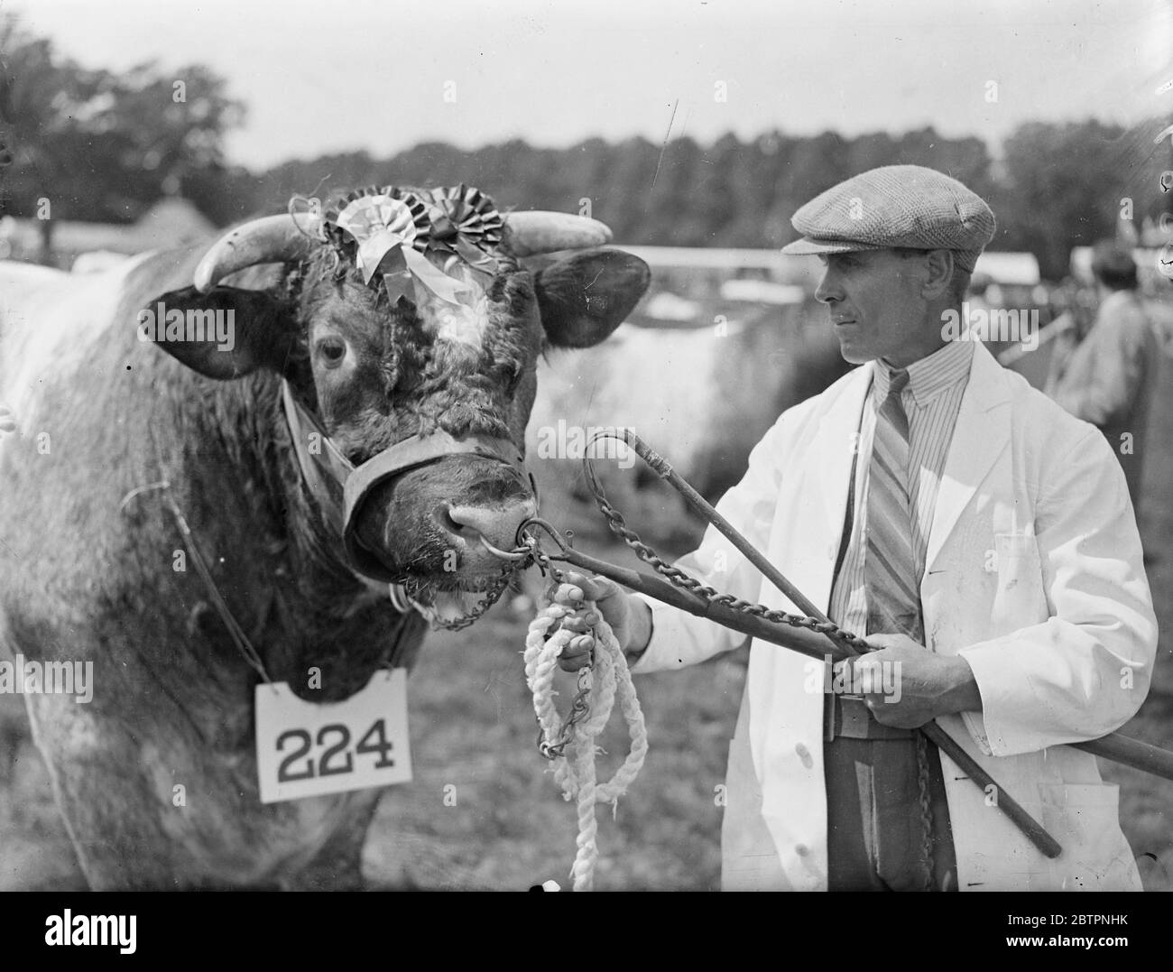 Champion du salon agricole de Hertfordshire. Élevé par le Maj R F Fuller et exposé par W H Vigus, 'Chalfield Lord Darlington 11th' a été jugé champion du salon agricole de Hertfordshire à Hatfield Park, Hertfordshire. Il y avait 4534 entrées de toutes les parties des îles britanniques. Photos, le taureau champion du spectacle, ' Chalfield Lord Darlington 11th'. 23 juin 1937 Banque D'Images