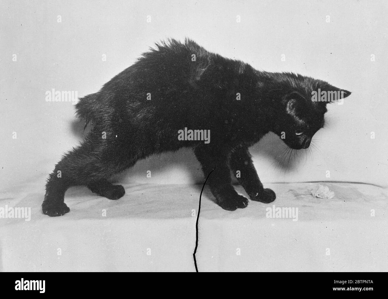 Les experts en casse-tête de chat de lapin. 'Bunnycat' est le nom qui a été donné à un animal qui semble être un demi lapin un demi chaton découvert à Armonk, New York, et maintenant reçu refuge par la Société américaine pour la prévention de la cruauté envers les animaux. La moitié avant des animaux ressemble à un chat et la moitié arrière à un lapin. Le 'bunnycat' mange de la laitue, des carottes et du houblon lorsqu'il se déplace. Les experts ont été surpris de trouver une explication satisfaisante du fron. 17 février 1938 Banque D'Images