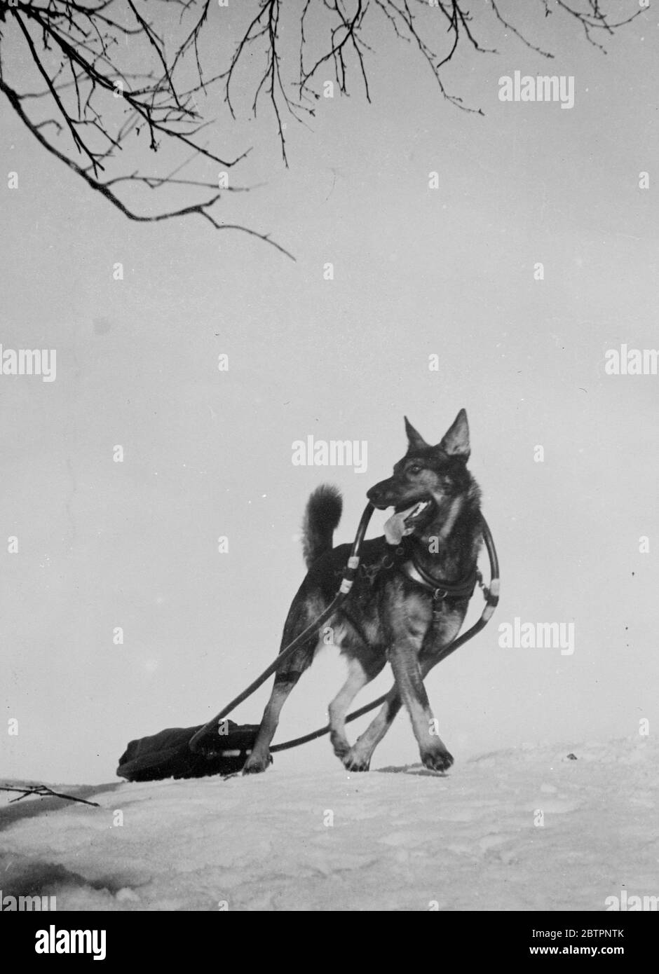 « Fang blanc ». Les oreilles sont alertes et la queue s'envolte bravement, Athos, magnifique chien de traîneau, donne vie. Le héros canin de Jack London du Nord gelé. Athos vient de couvrir 12 miles avec son petit traîneau, qui est chargé de 66 livres. Pour cette belle réalisation Athos a été récompensé premier prix de sa classe aux championnats de ski de Solleftea, dans le nord de la Suède. 13 février 1938 Banque D'Images
