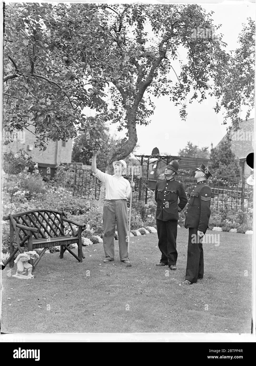 Pinner remporte la compétition police Gardens. Après quatre ans de dur labeur, l'inspecteur W C Deer et le gendarme de police S J Olver de Pinner (Middlesex) ont remporté la coupe de la Viscountess Byng pour le meilleur jardin de la compétition des jardins de police métropolitains. Le jardin du Pinner est de style rustique, avec des bains d'oiseaux et des ruches et a un verger magnifique. Photos, PC S J Olver , montrant sa récolte fine des deux autres officiers d'Apple au poste de police de Pinner. Autrichienne 16 août 1938 Banque D'Images