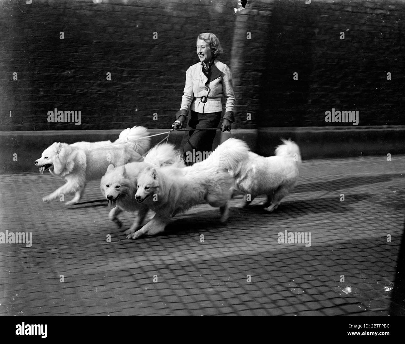 Spectacle de Samoïd à Londres. Le British Samoyed Club's Show se déroule à Tattersall's, Knightsbridge, Londres. Des spectacles de photos, Mlle Irene Perry, souriant pendant qu'elle exerçait les Samoyeds de sa mère à Tattersall's. 2 mars 1938 Banque D'Images