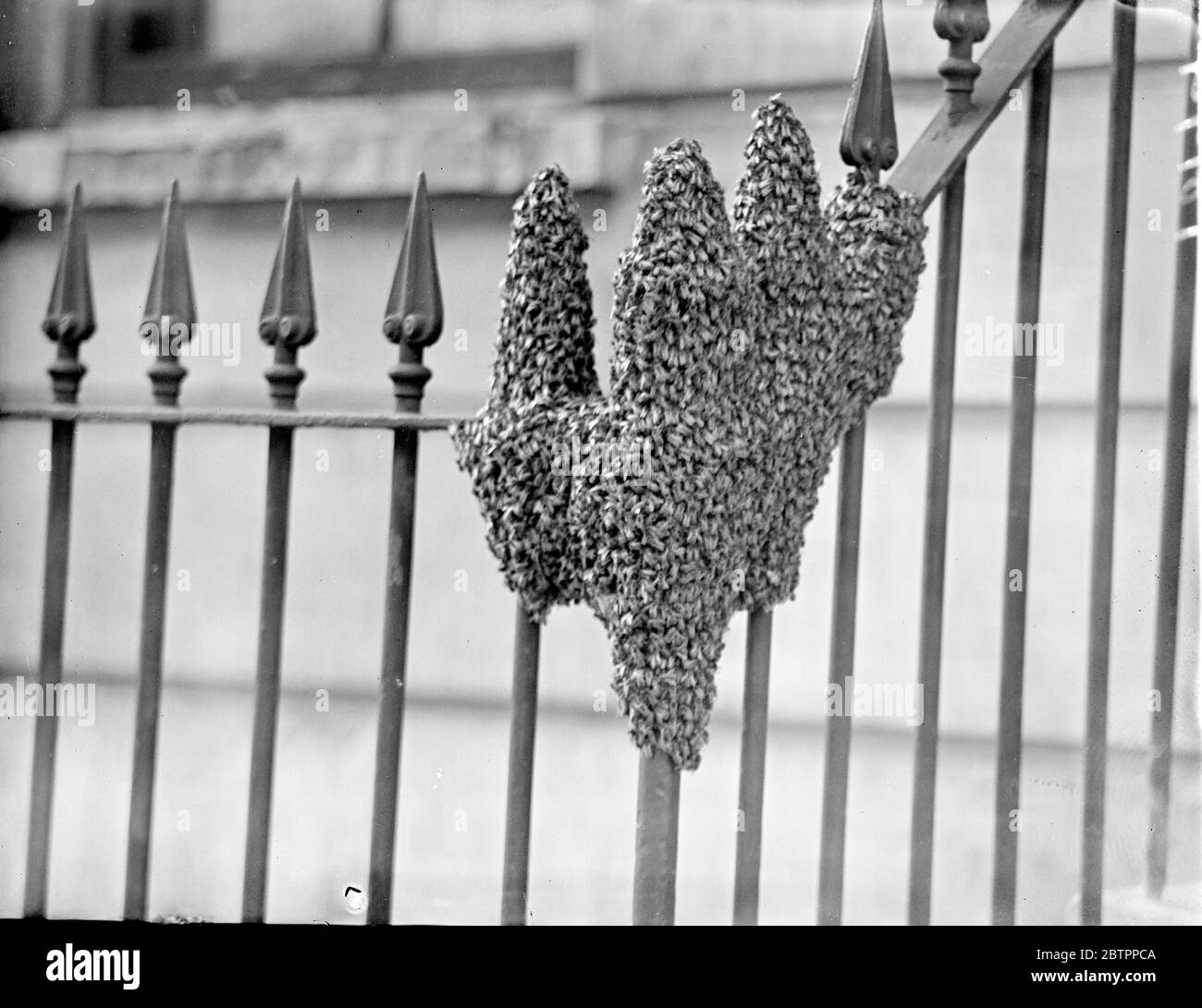 La main de la nature, l'arnaque des abeilles s'installe dans London Street. L'effet curieux presque en forme de main humaine, donné par essaim d'abeilles, qui s'est installé sur les rails d'une maison dans la rue Raphaël, Knightsbridge. L'essaim a séjourné plusieurs heures sur les rails jusqu'à ce que M. T King, de la division de Wimbledon de l'Association des apiculteurs, tente de les sauver et de les retirer. 3 août 1938 Banque D'Images