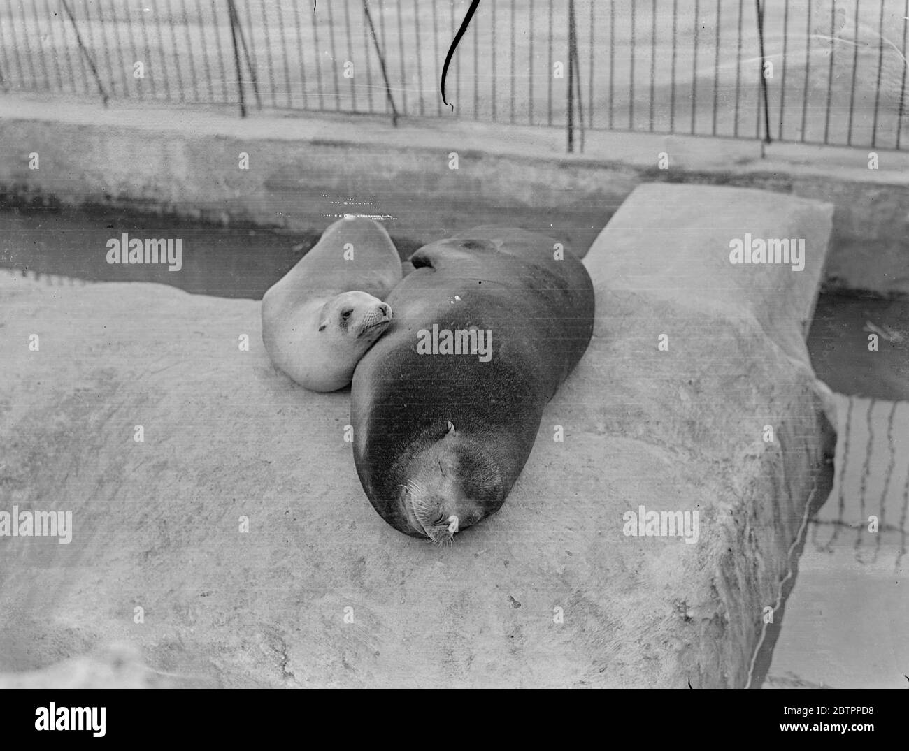 Dévotion connubiale ! Un grand homme fort qui pouvait s'appuyer sur était évidemment le désir du coeur de Liz, le lion de mer, quand elle s'est lancée dans la vie mariée. Elle montre ici son dévouement inferlant en se blottant près de son compagnon, Bill, au zoo de Chessington, Surrey. 4 février 1938 Banque D'Images