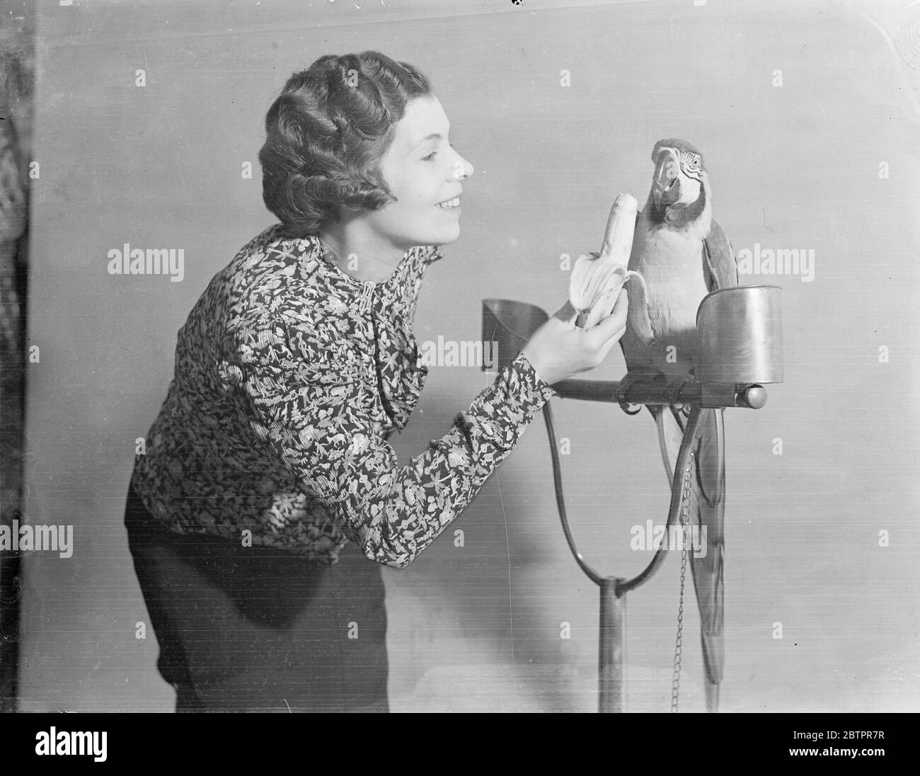 Qu'en est-il d'une banane ?. Le spectacle national des oiseaux de cage du 'Crystal Palace' a ouvert ses portes au Dorland Hall, Regent Street. Photos, Mac a Macaw bleu et jaune, ayant décliné un bouquet de raisins, est offert une banane par Mme Charles Herbert Harris. 20 janvier 1938 Banque D'Images