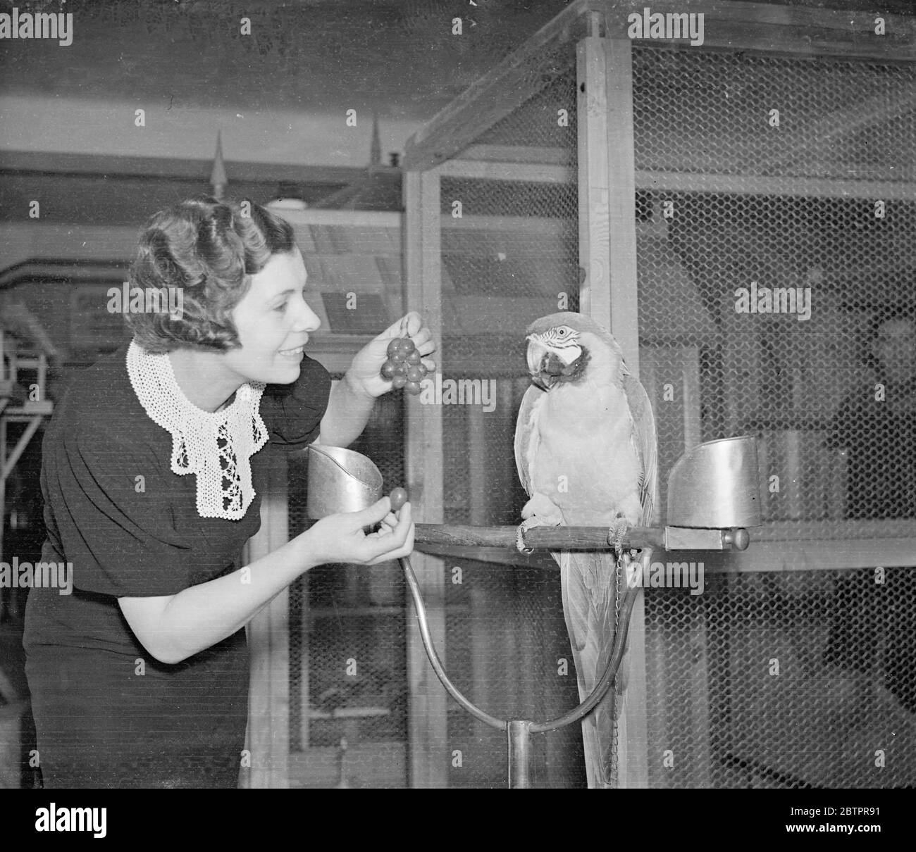 Raisins?. Le spectacle national des oiseaux de cage du 'Crystal Palace' a ouvert ses portes au Dorland Hall, Regent Street. Photos, Mme Charles Herbert Harris s'efforce de tenter Mac, une Macaw bleue et jaune, avec quelques raisins. 20 janvier 1938 Banque D'Images