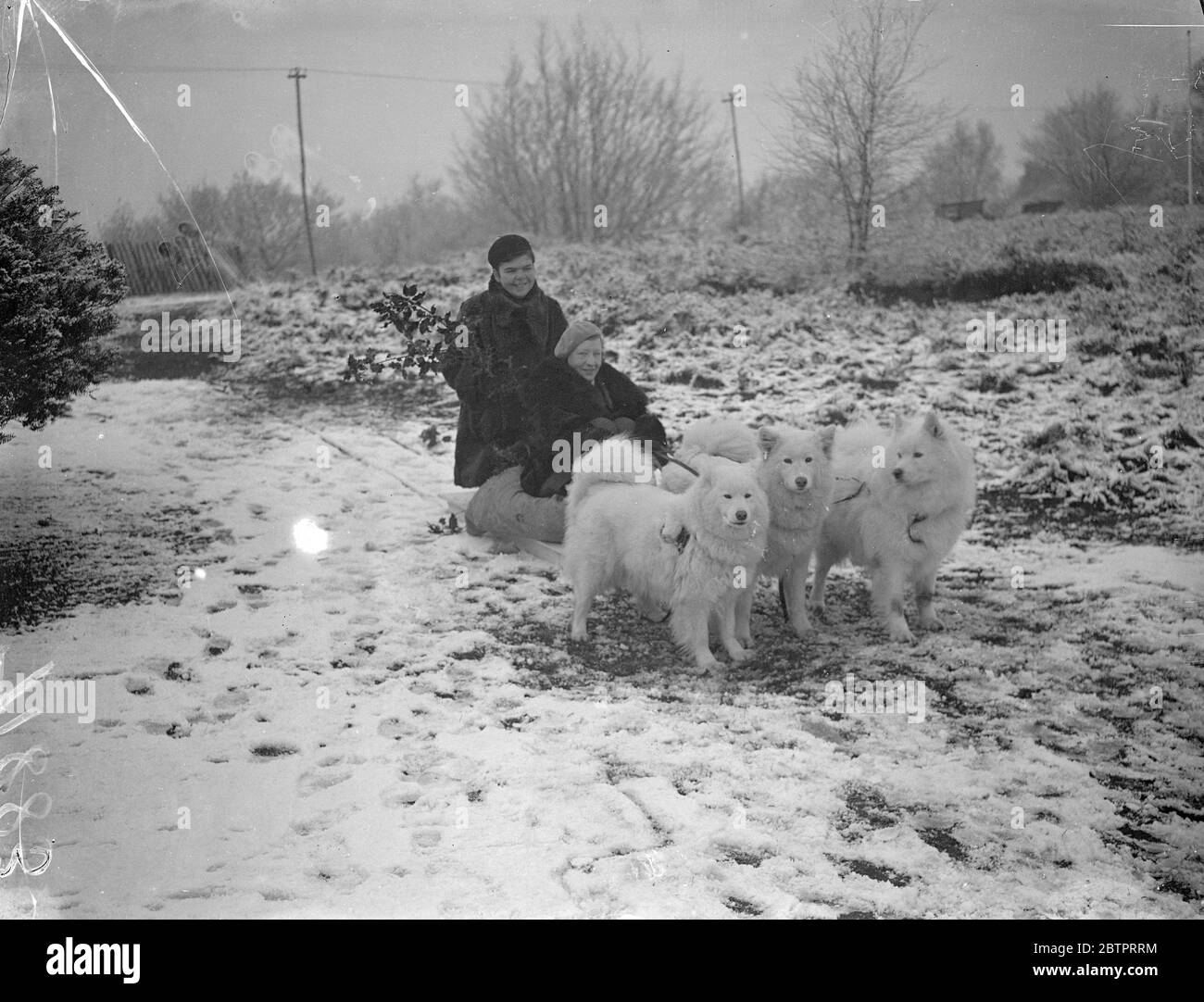 Équipe de chiens à Surrey ! La touche arctique dans le Surrey recouvert de neige est trois champions de samoyeds des chenils Haslemere de Miss Keyte Perry prendre pour des femmes de chenil pour la course de traîneau. Les chiens sont de gauche à droite, champion Silver Glow of the Arctic, champion Riona of the Arctic et champion Snow Chief of the Arctic. 11 décembre 1937 Banque D'Images