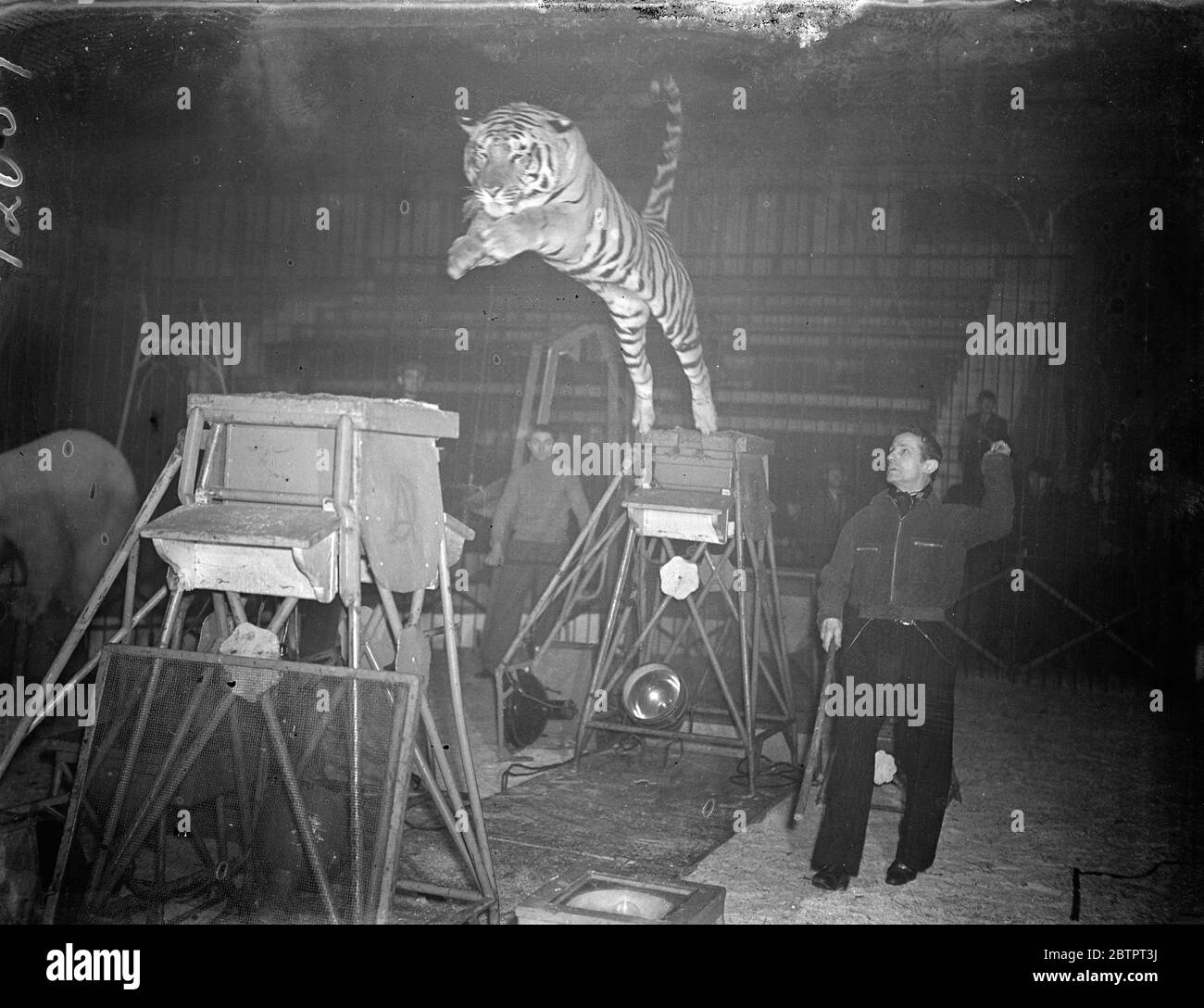 Le tigre se place sur la photo. Quinze animaux différents, lions de forêt, tigres, léopards, ours polaires et ours noirs se sont produits ensemble dans la même cage de 40 pieds sous le contrôle d'un seul homme, Alfred court, au cirque de Noël au Royal Agricultural Hall, Islington, Londres. 20 décembre 1937 Banque D'Images