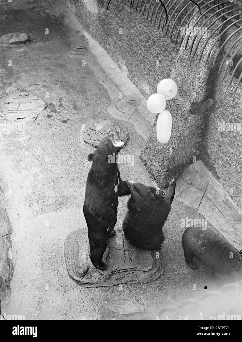 Séduisant ! Les ours du zoo de Londres reviennent dans leur vie de petits oursons et se sentent comme Noël quand quelques ballons colorés se détachent dans leur enceinte. Tout leur talent de chasse va dans le traquer les ballons et la passion animale de flashs dehors quand le vent les souffle hors de portée. Faire exploser les ballons avec permis 'bang' semble être un sport favori. Des spectacles de photos, debout sur ses pattes arrière, l'un des ours s'élanche avec colère contre les ballons flottant juste hors de portée. 21 décembre 1937 Banque D'Images