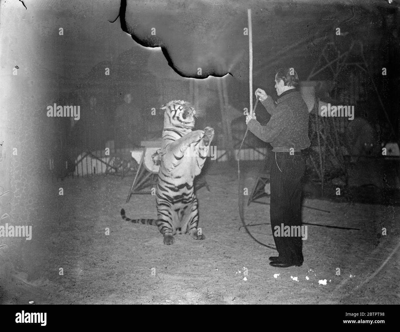 Tiger prend place. Quinze animaux différents, lions de forêt, tigres, léopards, ours polaires et ours noirs se sont produits ensemble dans la même cage de 40 pieds sous le contrôle d'un seul homme, Alfred court, au cirque de Noël au Royal Agricultural Hall, Islington, Londres. Expositions de photos, Alfred court cohache un tigre pour s'accroupir sur ses haunches dans le cirque du hall agricole. 20 décembre 1937 Banque D'Images