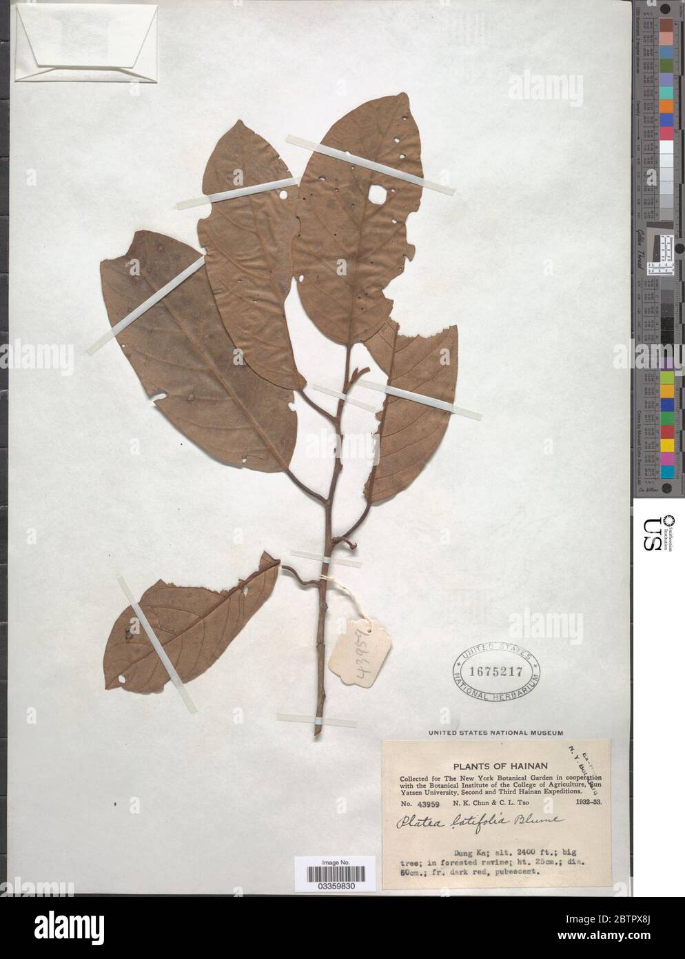 Platea latifolia Blume. Banque D'Images