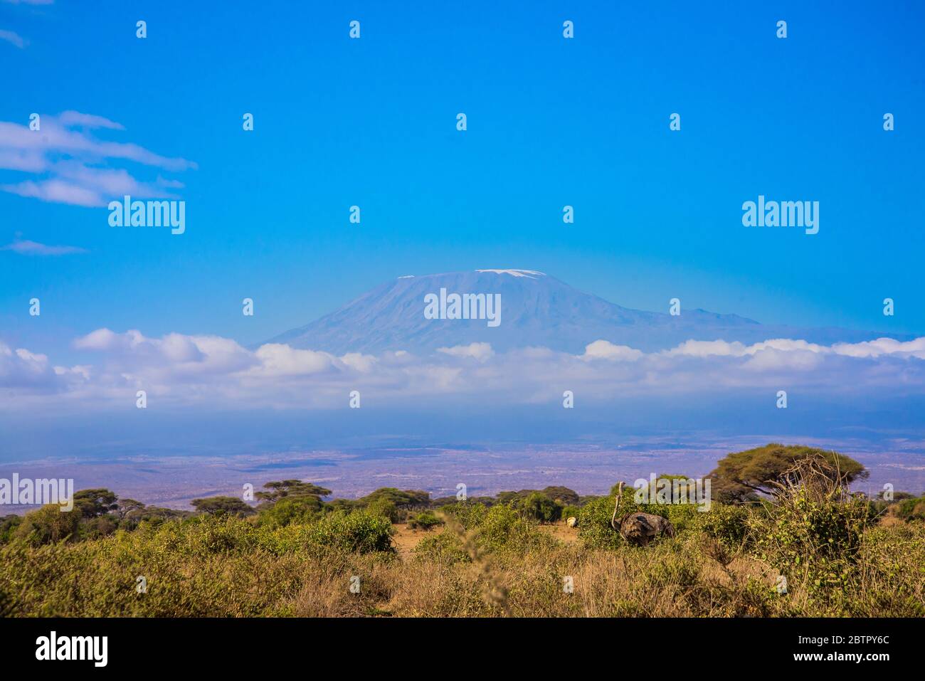 Kilimanjaro Mountain et les girafes africains d'Amboseli Banque D'Images