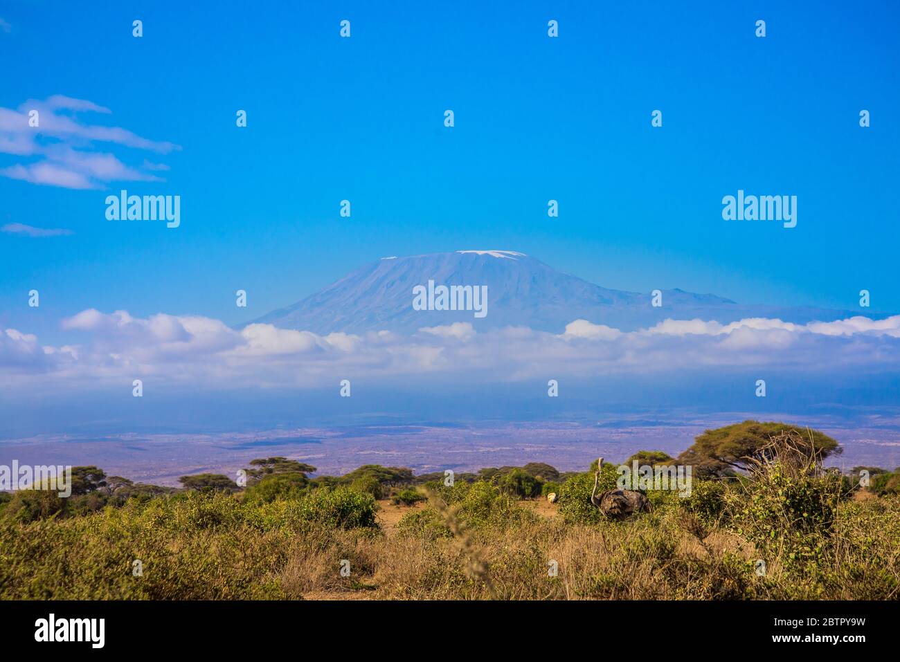 Kilimanjaro Mountain et les girafes africains d'Amboseli Banque D'Images