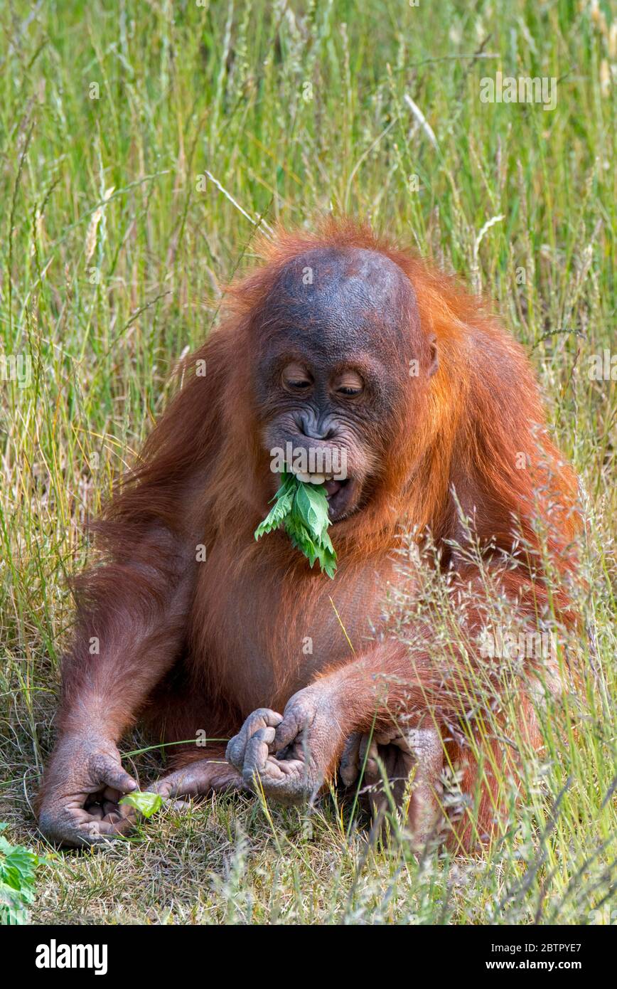 Jeune Sumatran orangutan (Pongo abelii) mangeant des feuilles, originaire de l'île indonésienne de Sumatra Banque D'Images