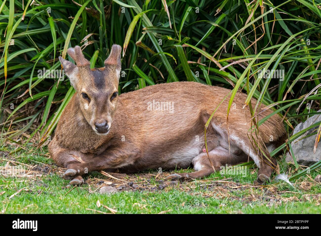 Cerf de porc indien (Hyelaphus porcinus / Axis porcinus) mâle avec des bois nouvellement développés couverts de velours reposant dans la sous-croissance, indigène à l'Asie Banque D'Images