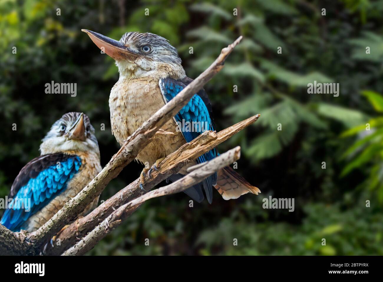 Kookaburra à ailes bleues (Dacelo leachii) femelle et mâle, grandes espèces de kingfisher indigènes au nord de l'Australie et au sud de la Nouvelle-Guinée Banque D'Images