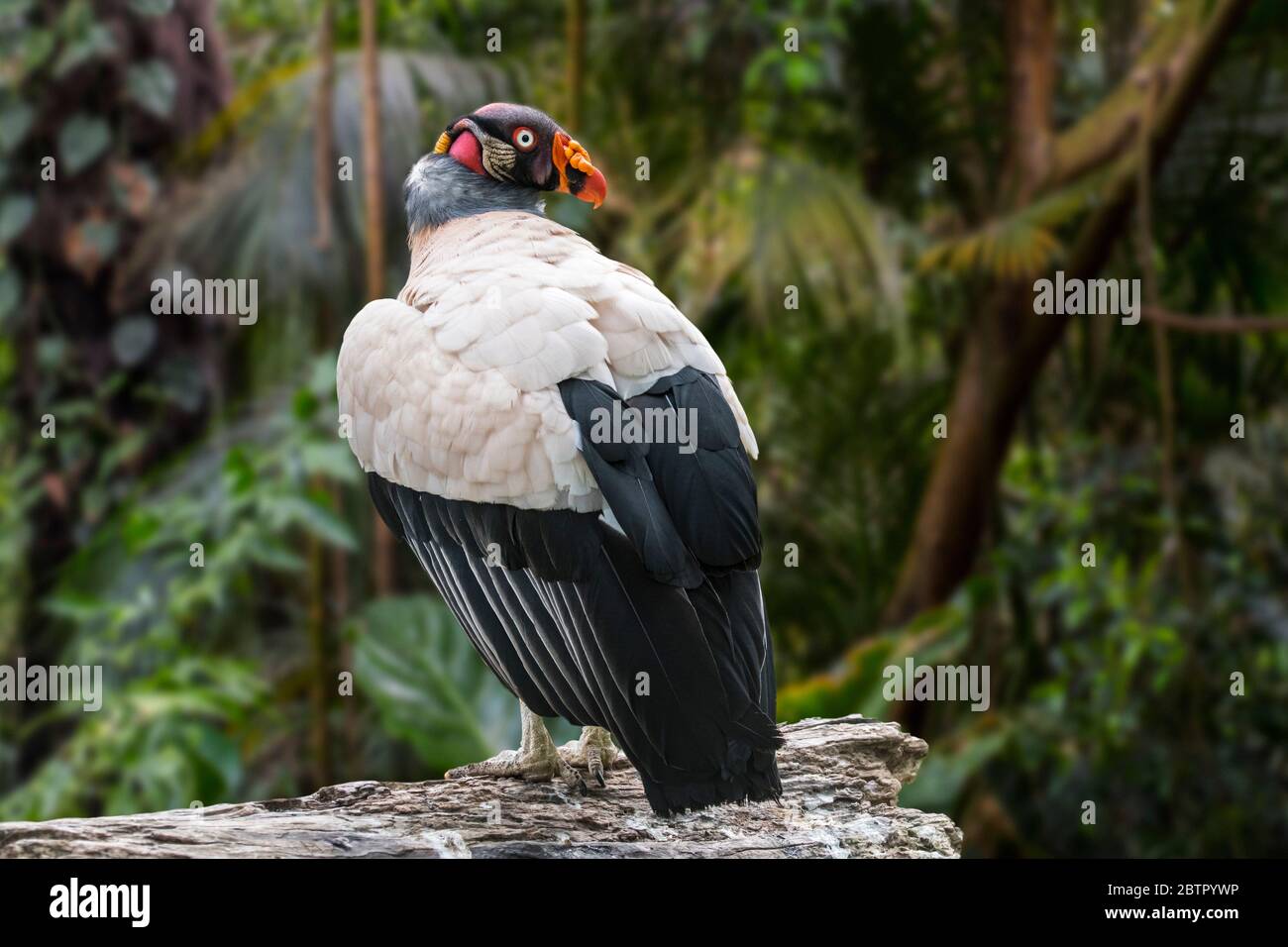 Le vautour du roi (Sarcoramphus papa / Vultur papa) dans la forêt tropicale humide, originaire de l'Amérique centrale et du Sud Banque D'Images