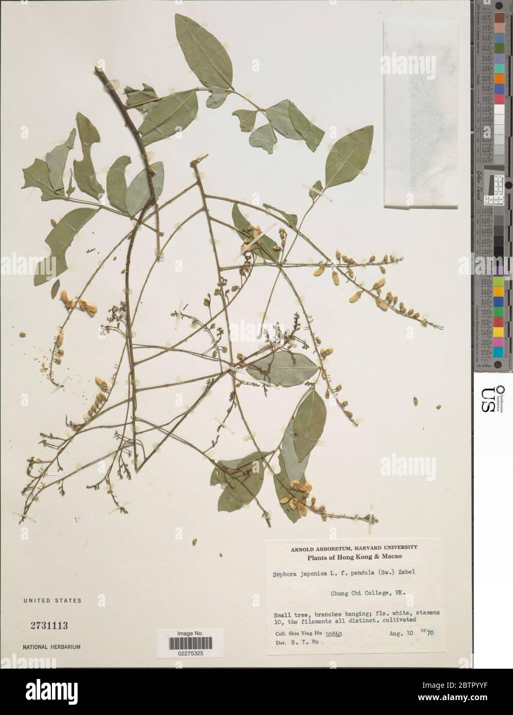 Sophora japonica f pendula Loudon. Banque D'Images