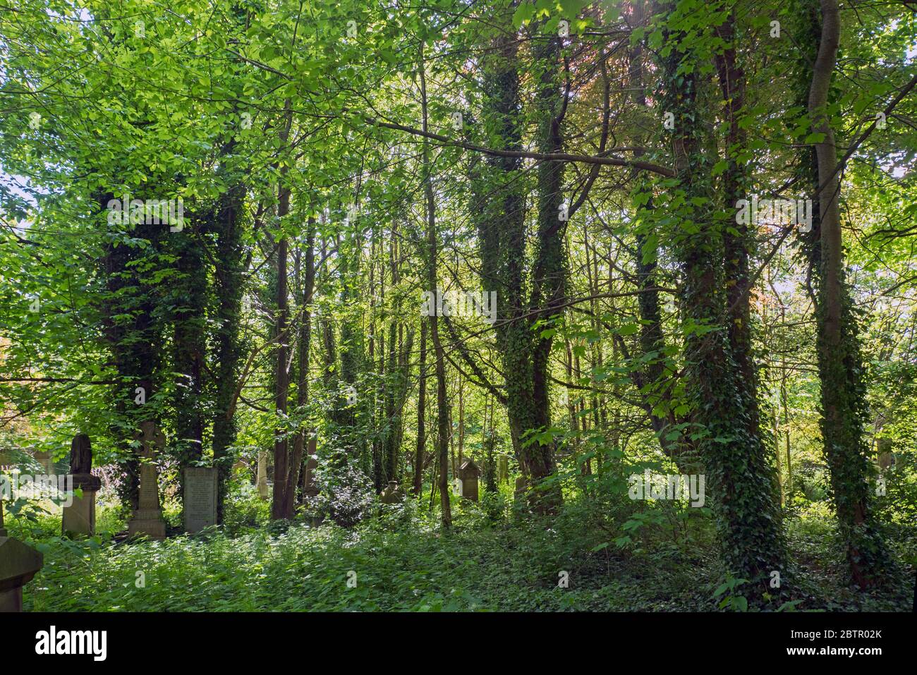 La section victorienne négligée et surcultivée du cimetière Warriston, Édimbourg, Écosse, Royaume-Uni Banque D'Images