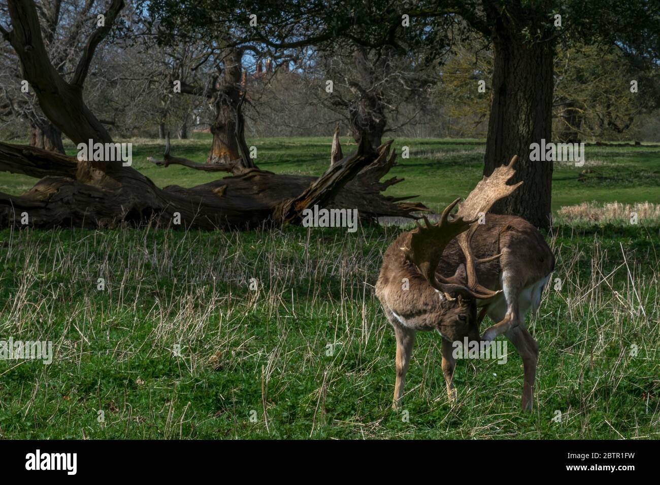 Nez de cerf dans le parc Banque D'Images
