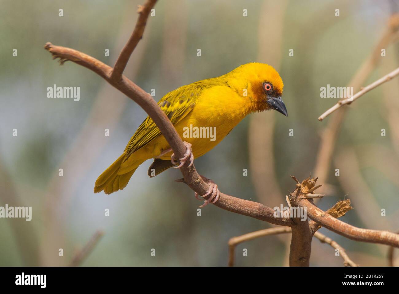 Oiseau de tisserand jaune d'Arabie Saoudite Banque D'Images