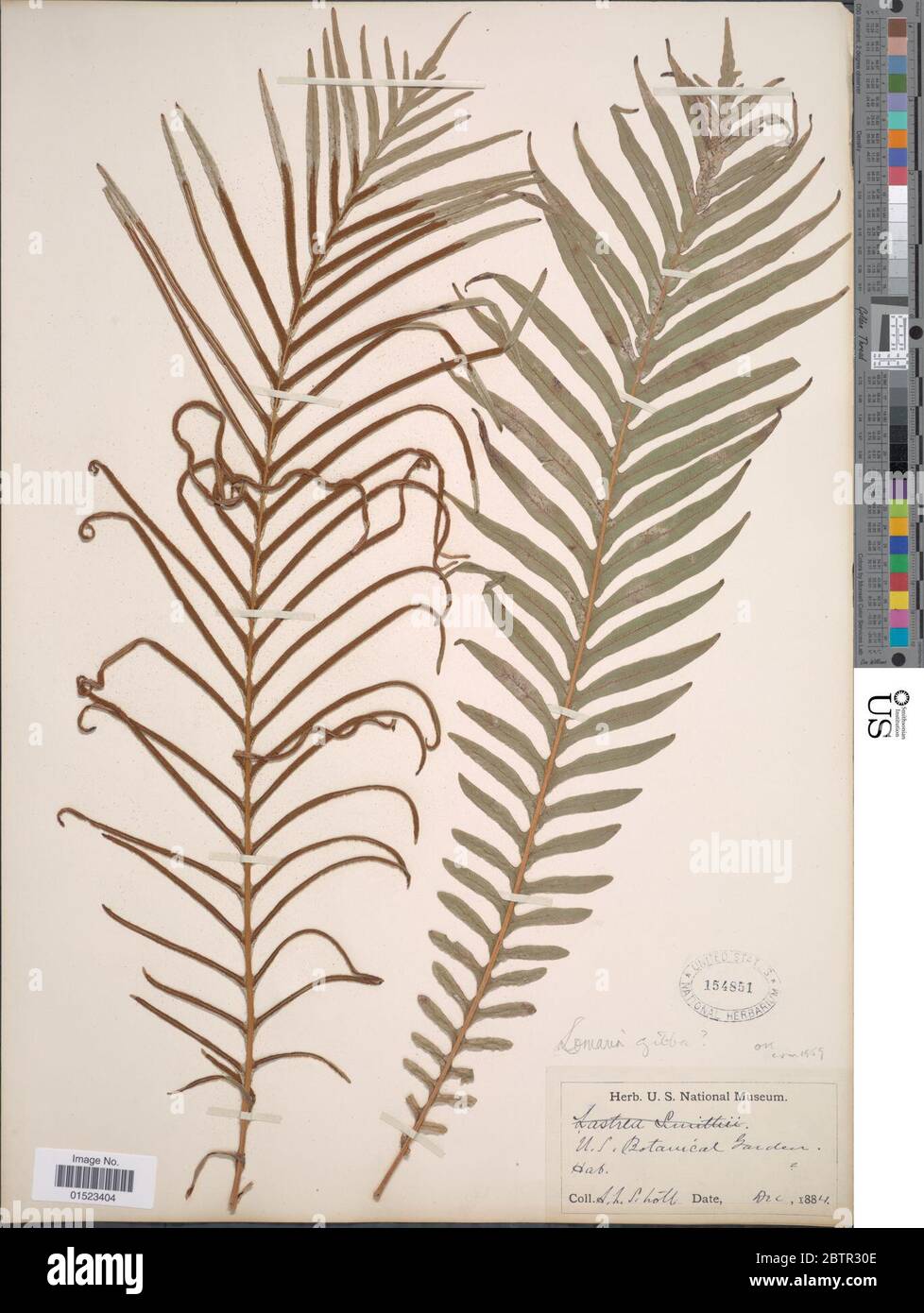 Blechnum gibbum Labill Mett. Banque D'Images
