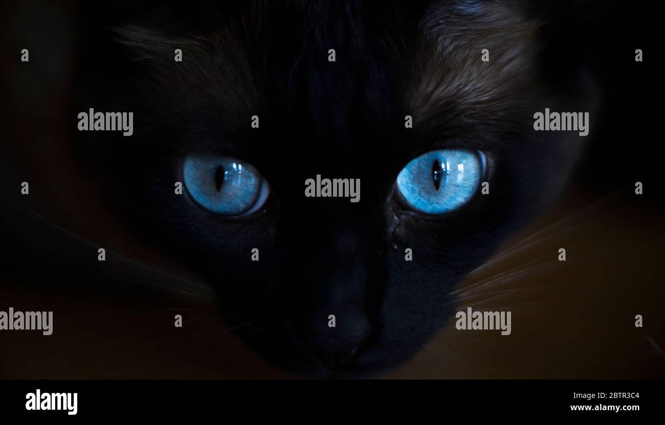 Chat Noir Avec Yeux Bleus Perce Photo Stock Alamy