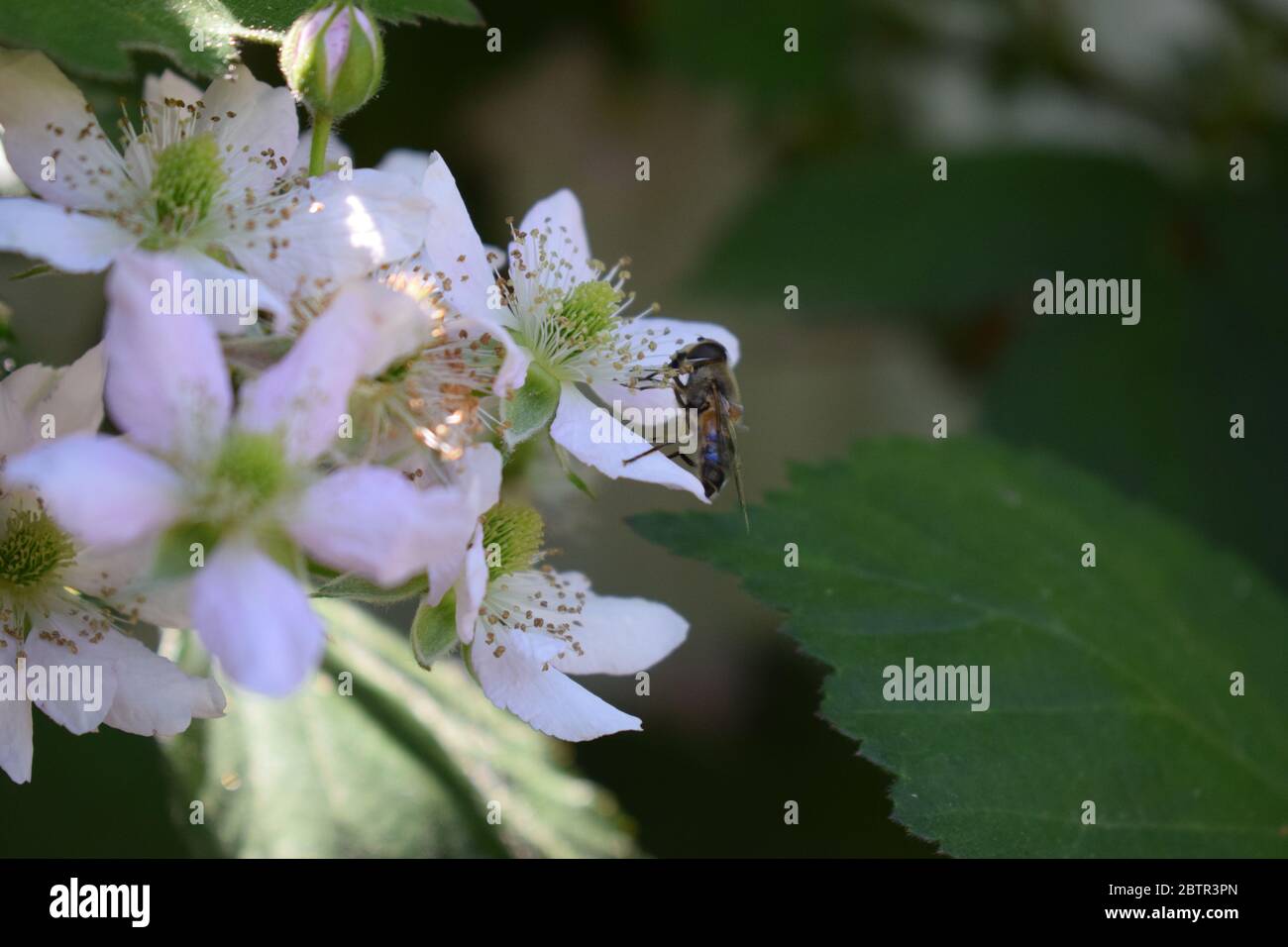 abeille sur des fleurs de baie Banque D'Images