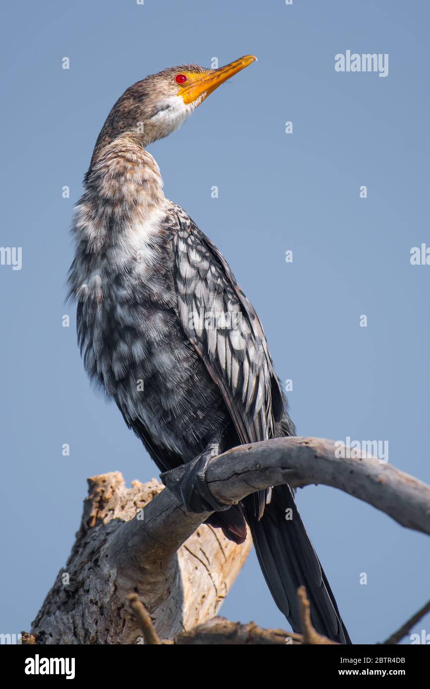 Cormorant à la poitrine blanche et Cormorant à la roseau africaine du lac Naivasha Banque D'Images