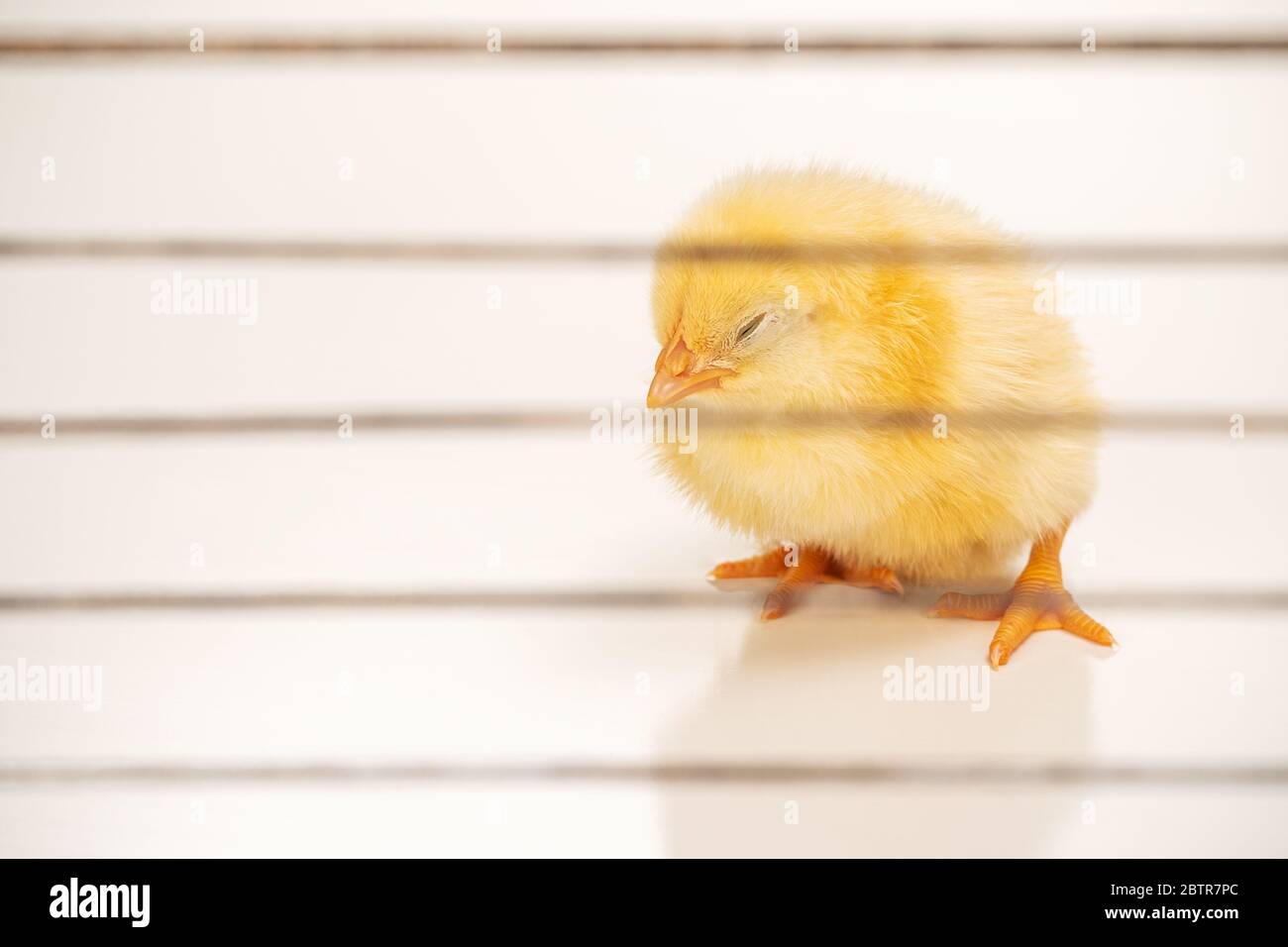 un petit poussin jaune ferma les yeux et est triste en étant assis derrière  les barreaux Photo Stock - Alamy
