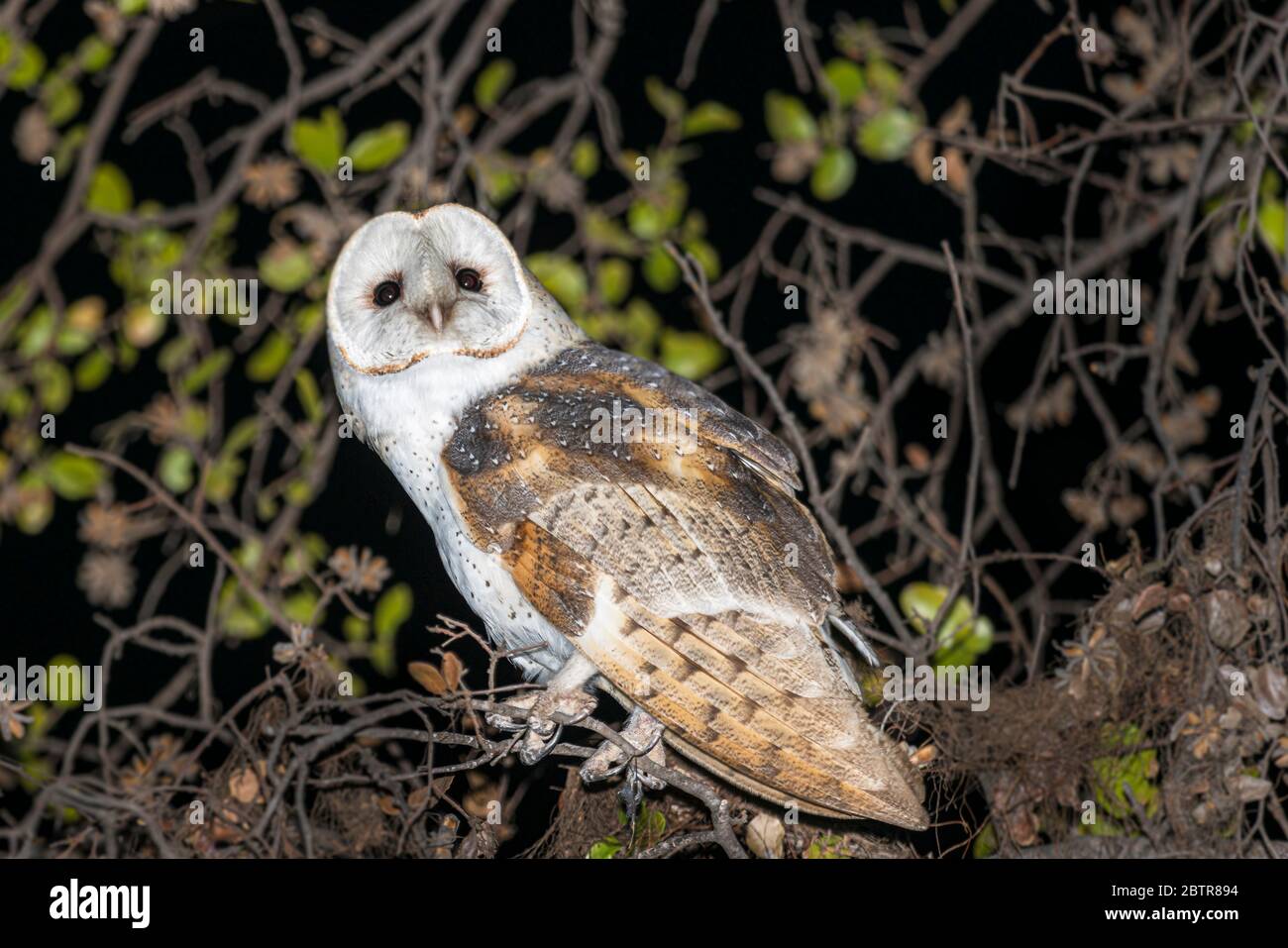 Barn Owl ou Tyto alba dans son habitude naturelle à l'extérieur de nuit dans un arbre. Banque D'Images