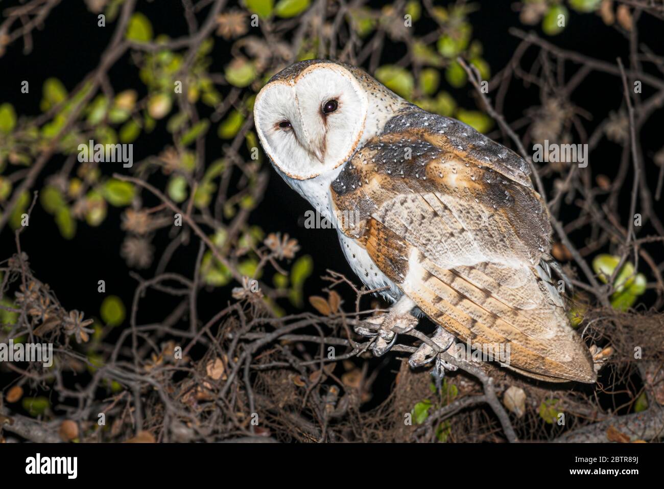 Barn Owl ou Tyto alba dans son habitude naturelle à l'extérieur de nuit dans un arbre. Banque D'Images