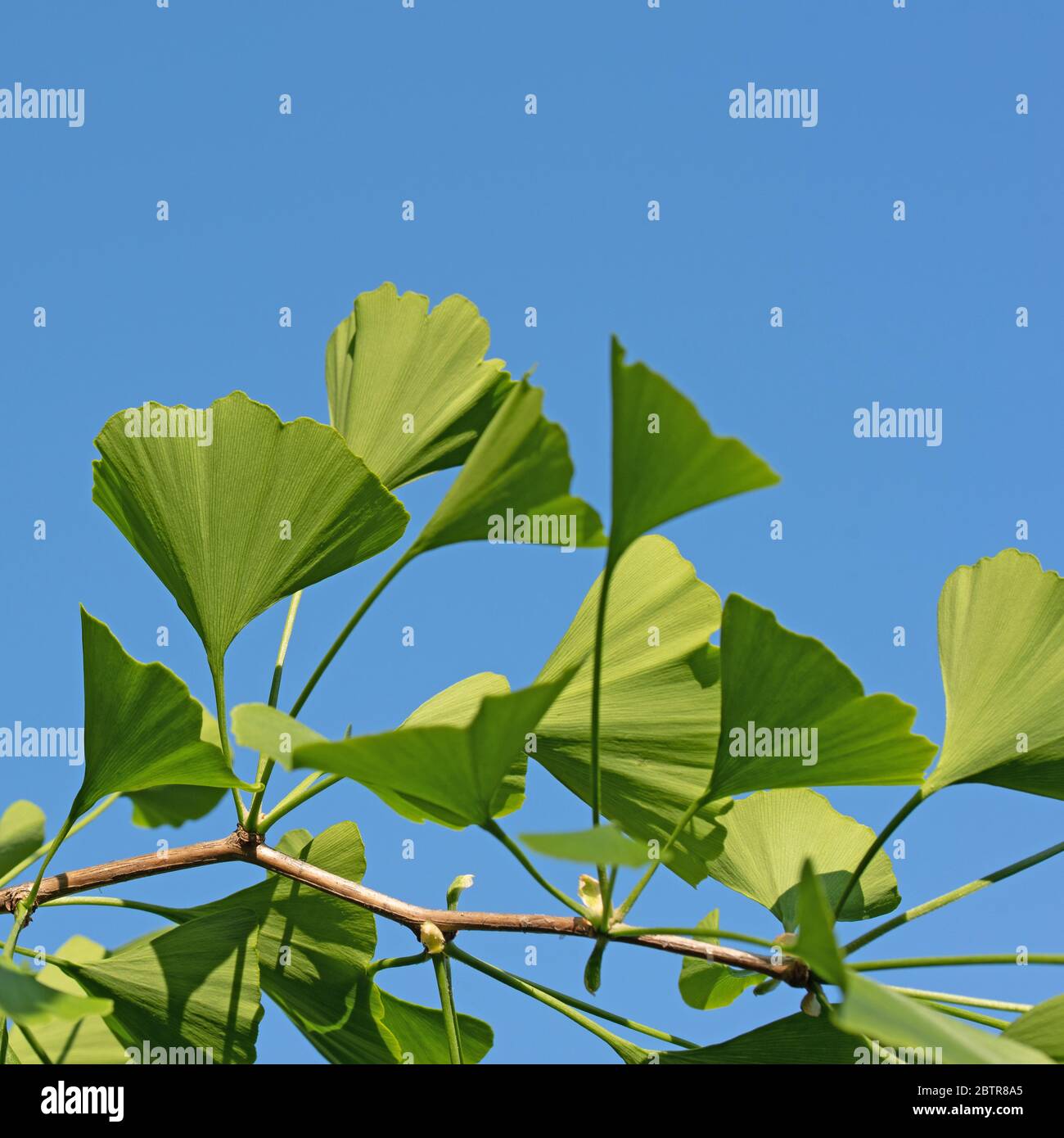 Les jeunes feuilles de l'arbre de ginkgo, Ginkgo biloba Banque D'Images