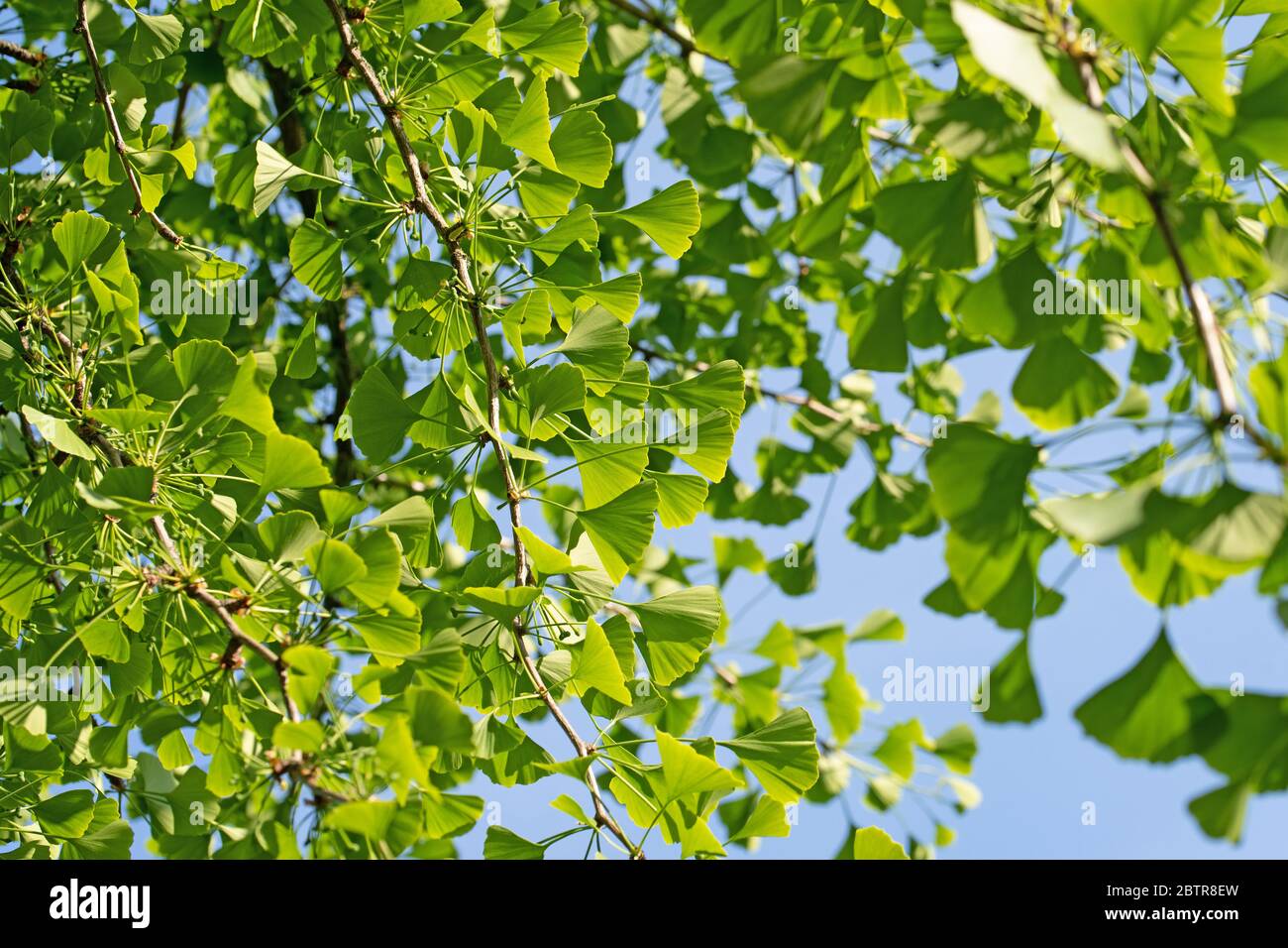 Les jeunes feuilles de l'arbre de ginkgo, Ginkgo biloba Banque D'Images