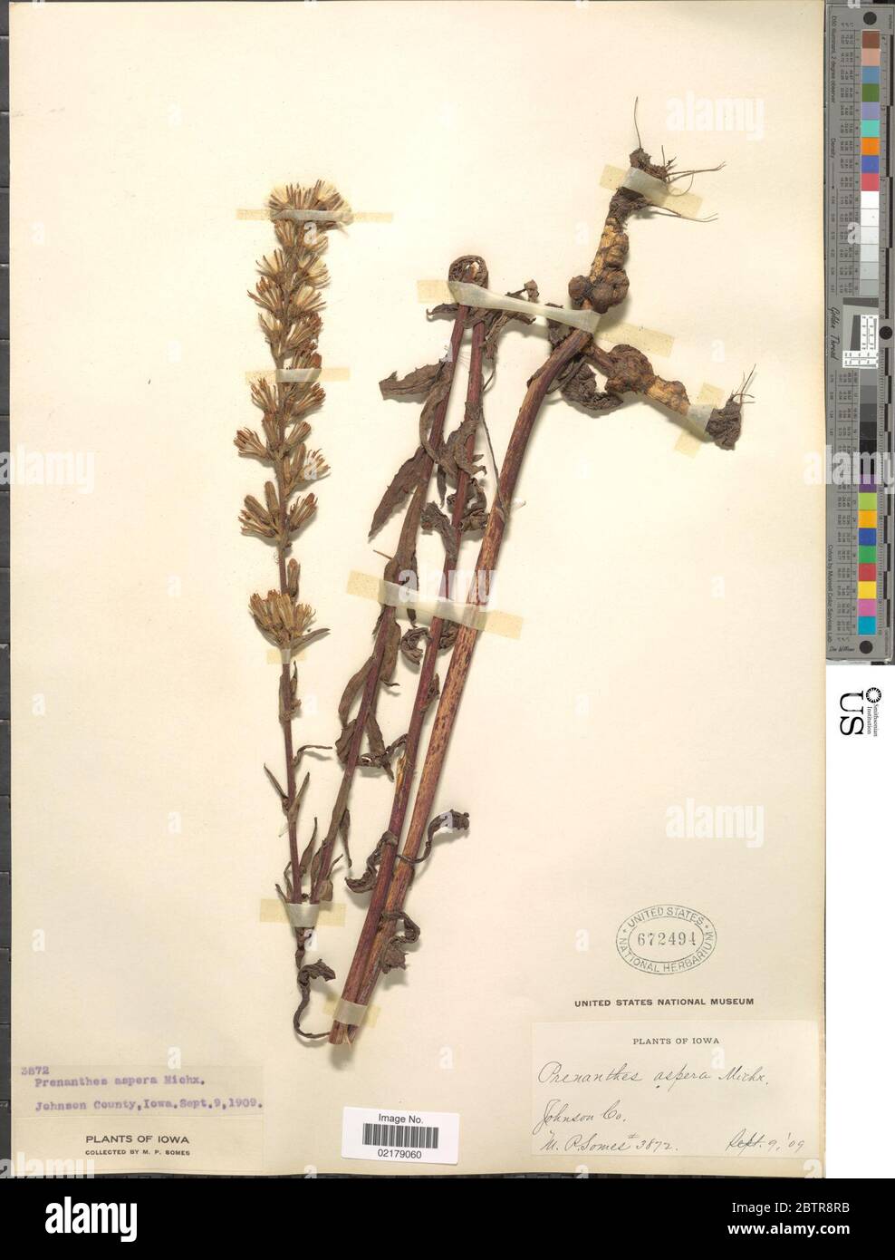 Prenanthes aspera Michx. Banque D'Images