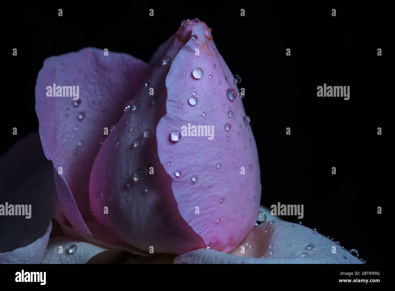 Macro fleur de rose ou gros plan Banque D'Images