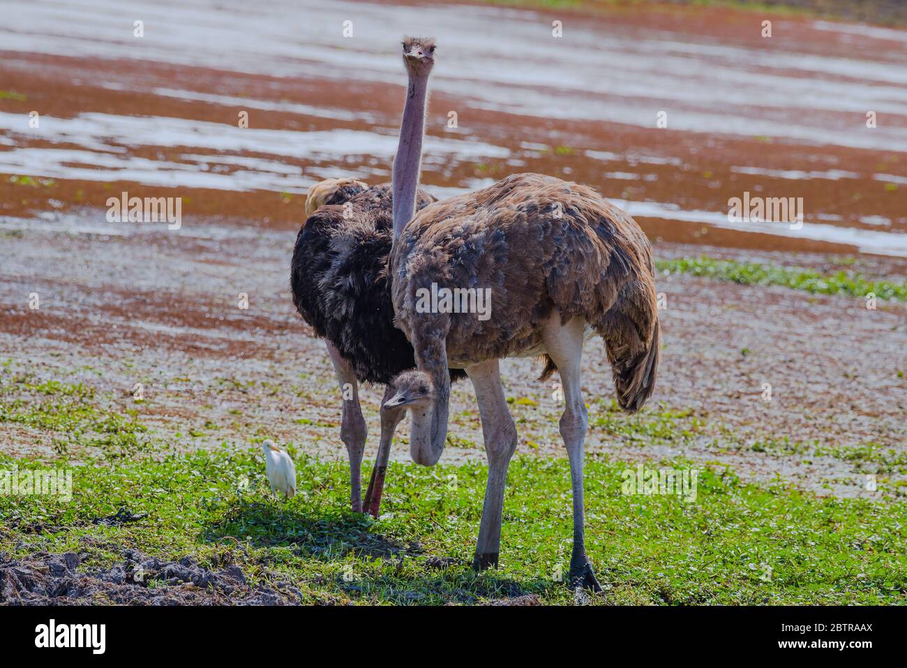 Ostrich africain de Masai Mara, Kenya Banque D'Images