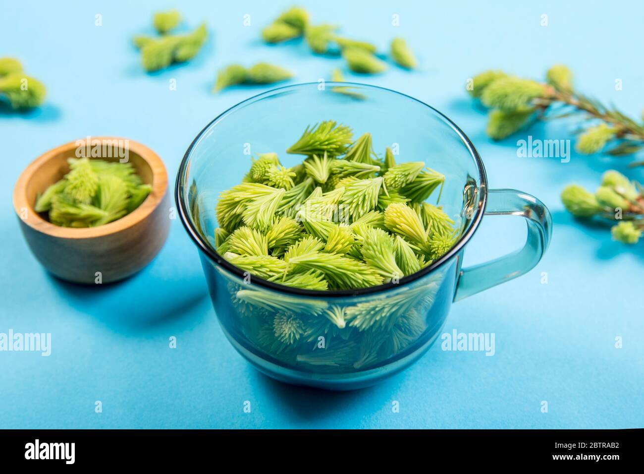 Utilisation de jeunes pousses d'épinette (Picea abies) fraîches et brutes pour la nourriture et la boisson. Tasse en verre transparent pleine de pousses d'épinette verte sur fond bleu studio. Banque D'Images
