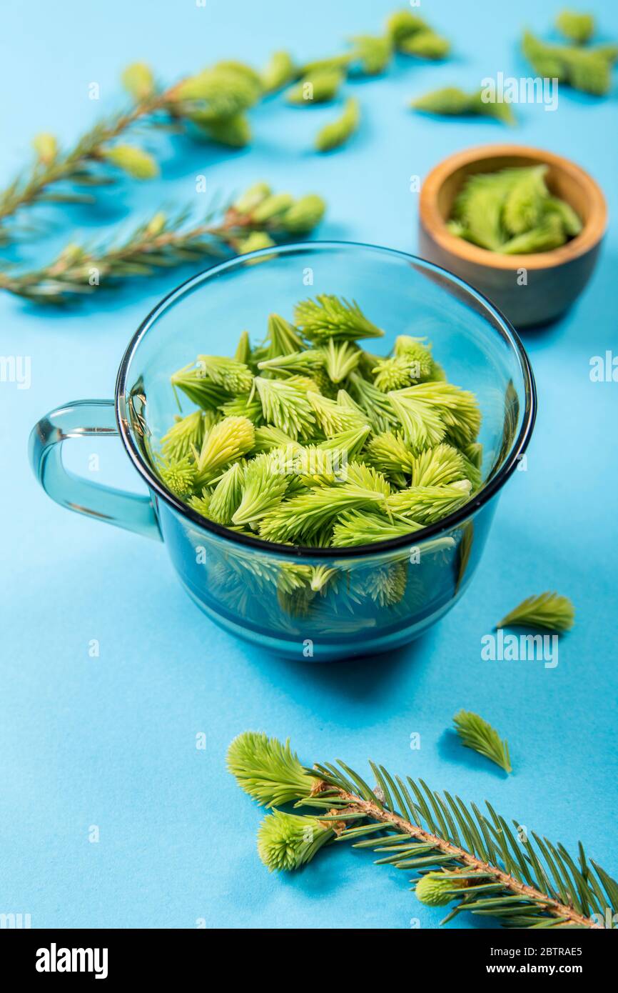 Utilisation de jeunes pousses d'épinette (Picea abies) fraîches et brutes pour la nourriture et la boisson. Tasse en verre transparent pleine de pousses d'épinette verte sur fond bleu studio. Banque D'Images
