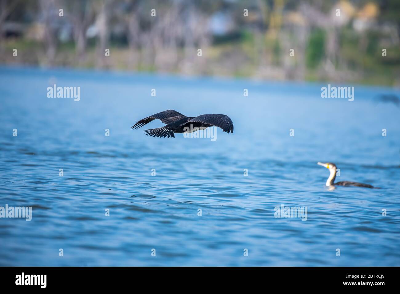 Cormorant à roseau africaine et CormorantFromm à poitrine blanche Lac Naivasha Banque D'Images