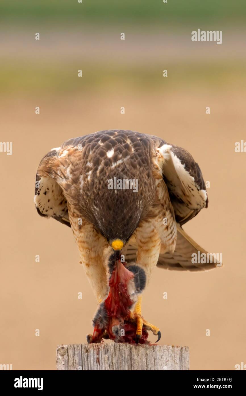 Swainson's Hawk (Buteo swainsoni), comté de Malheur, Oregon Banque D'Images