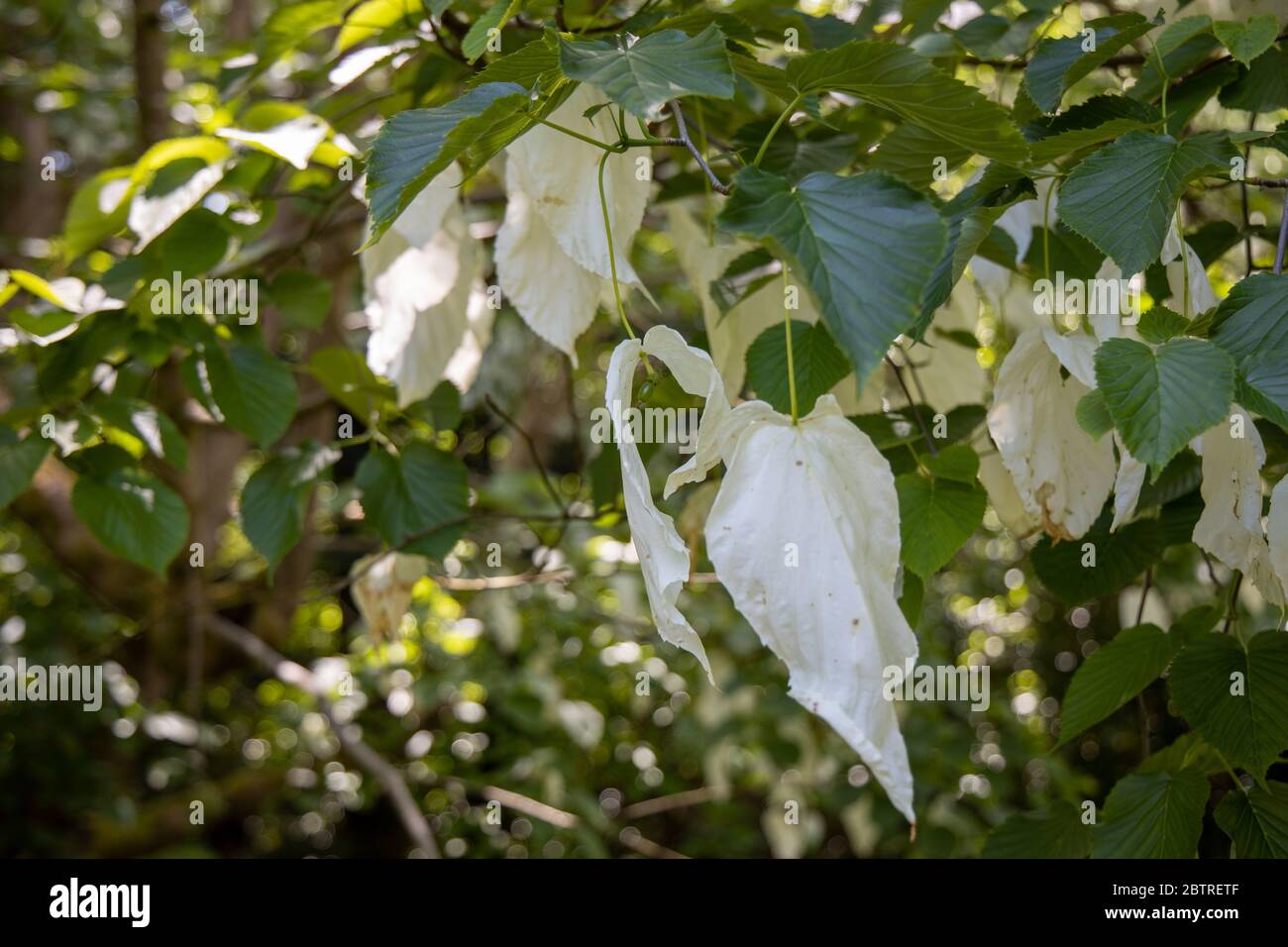 Arbre de mouchoir Davidia involucrata aux jardins de Lukesland, Ivy Bridge, Devon Banque D'Images