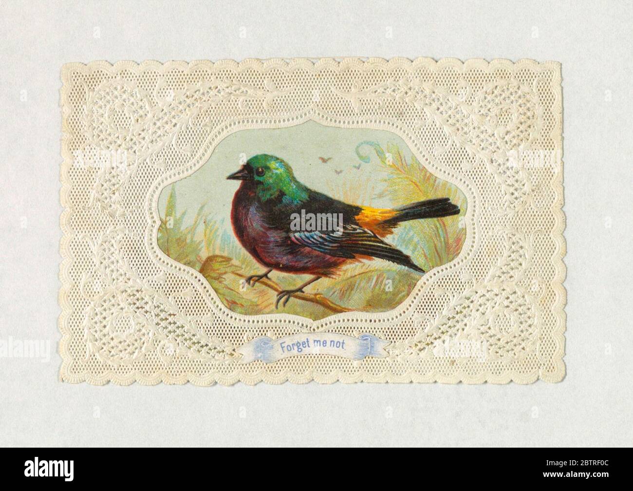 Accueil Saint-Valentin. La recherche sur l'oiseau multicolore de l'espèce finch Progressa est présentée sur une branche. Ci-dessous, dans un ruban: 'Oubliez-moi non'. Banque D'Images