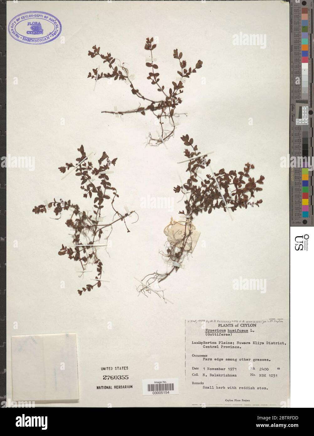 Hypericum humifusum L. Banque D'Images