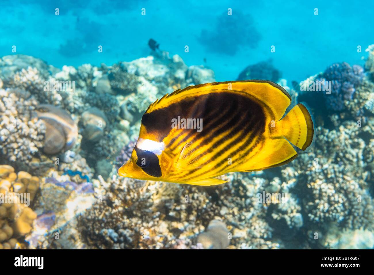 Le butterflyfish de Raccoon (Chaetodon lunula, croissant masqué, butterflyfish de lune) sur un récif de corail, eau bleue claire. Poisson tropical coloré avec noir A. Banque D'Images