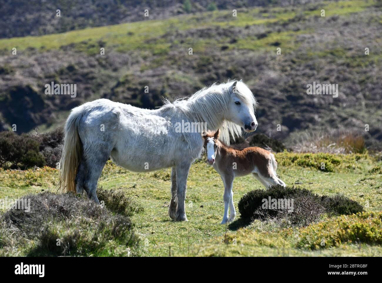 Poney et foal sauvages sur la colline long Mynd dans les chevaux sauvages Shropshire Banque D'Images