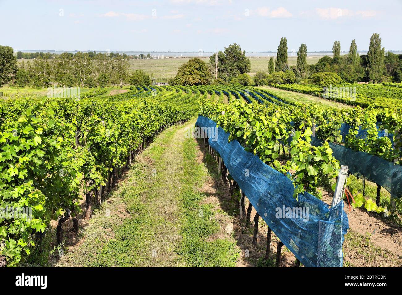 Burgenland, Autriche - région viticole au bord du lac Neusiedl dans le parc national Neusiedler See-Seewinkel. Patrimoine mondial de l'UNESCO. Banque D'Images