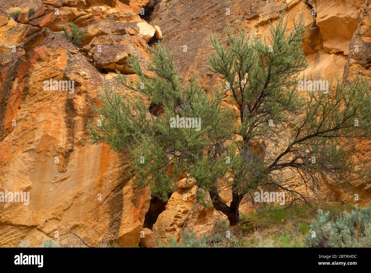 Acajou de montagne Dago Gulch, zone d'étude de la nature sauvage du Haut-Leslie Gulch, Leslie Gulch zone de préoccupation environnementale critique, Oregon Banque D'Images