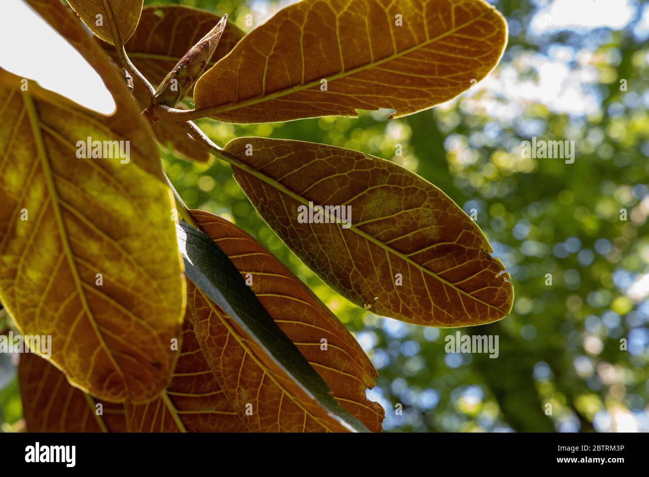Indian Almond, terminal catappa, à Lukesland Gardens, Ivy Bridge, Devon Banque D'Images