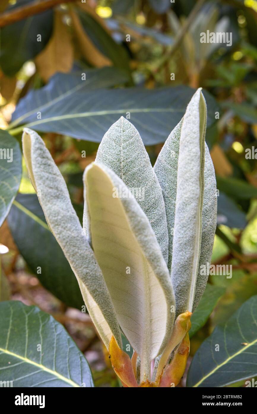 Indian Almond, terminal catappa, à Lukesland Gardens, Ivy Bridge, Devon Banque D'Images