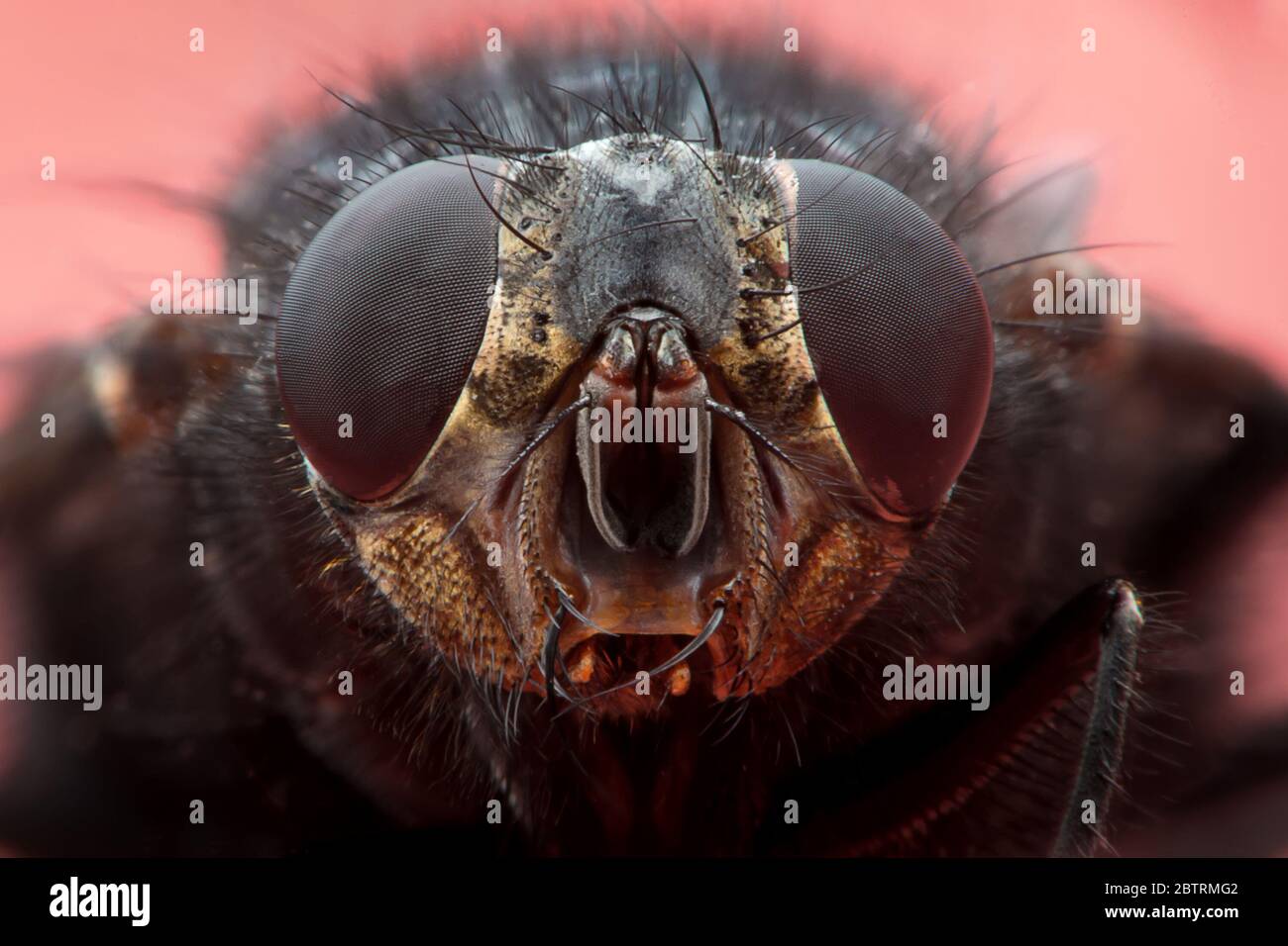 Super macro vue de la face de la mouche domestique (Musca domestica), sur fond rouge Banque D'Images
